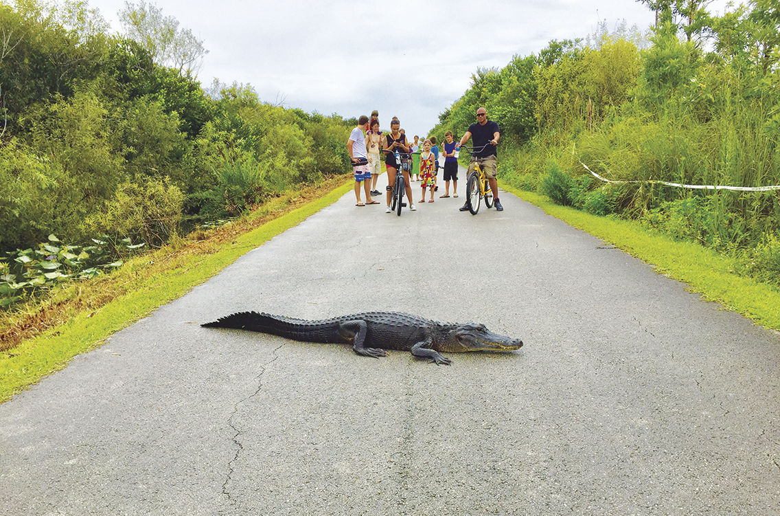 Alligator on the bike trail